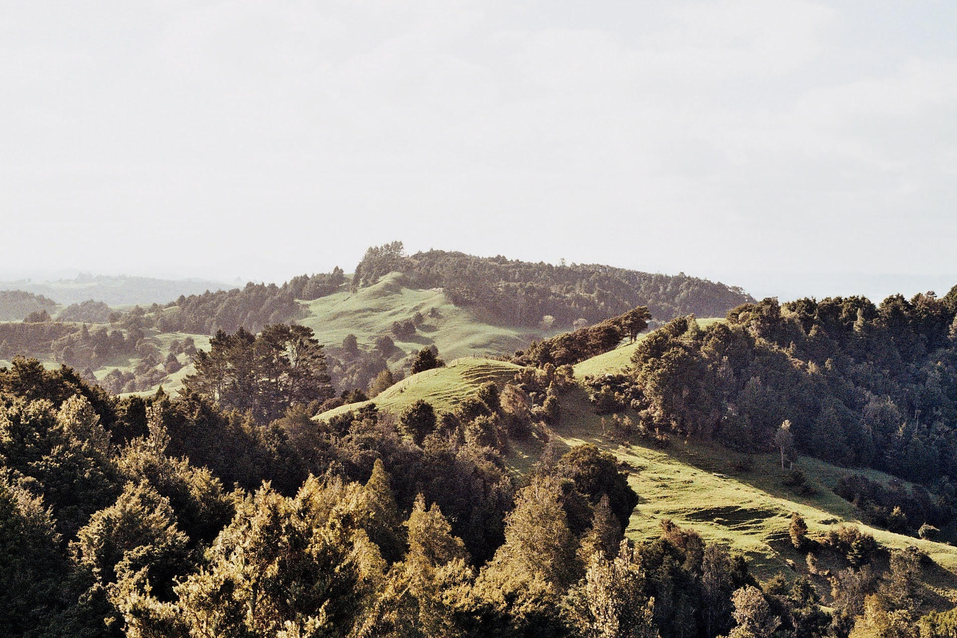 Beautiful green landscape in New-Zealand